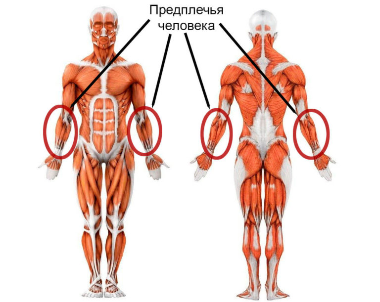 Где находится предплечье у человека: фото и анатомия руки